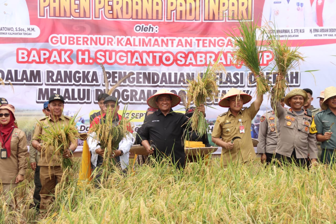 Wagub Edy Pratowo Panen Perdana Padi Inbrida di Desa Damparan Kabupaten Barsel